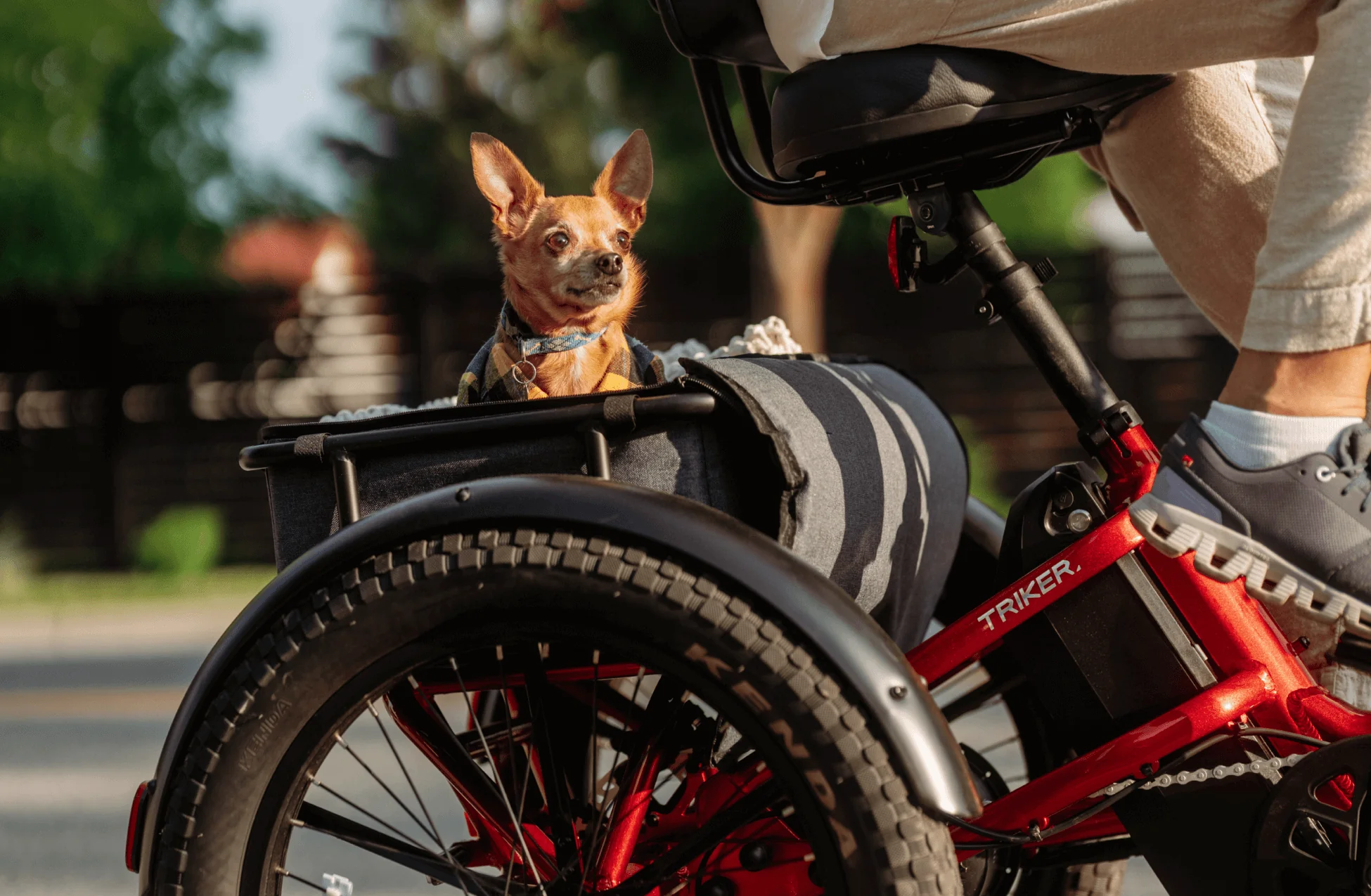 Velotric Triker Electric Tricycle - Image 15